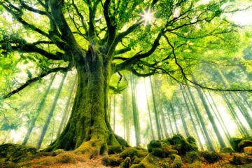 энергетика деревьев